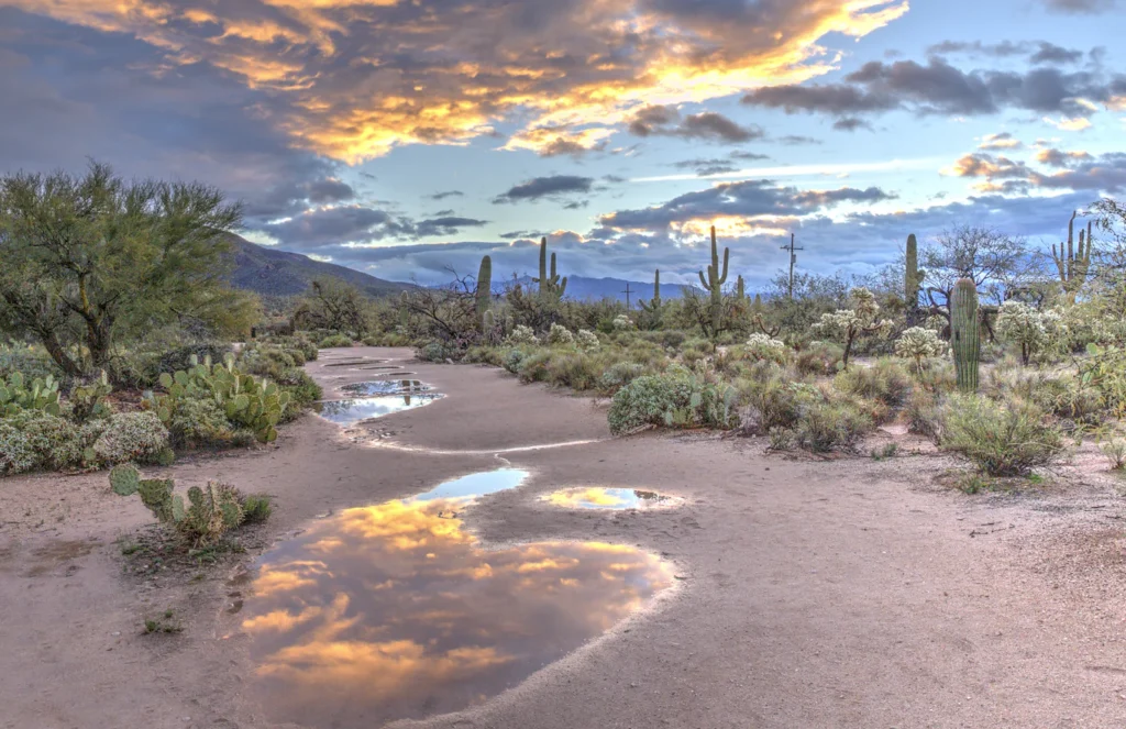 Rain puddles in the desert after a monsoon storm