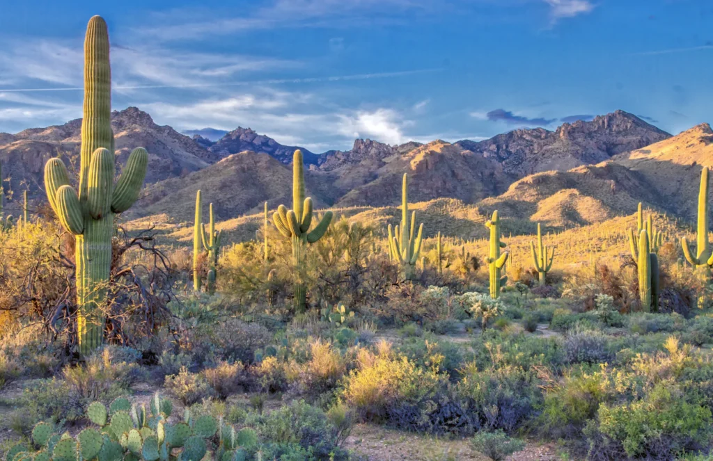 Sonoran Desert landscape with saguaro and mountains